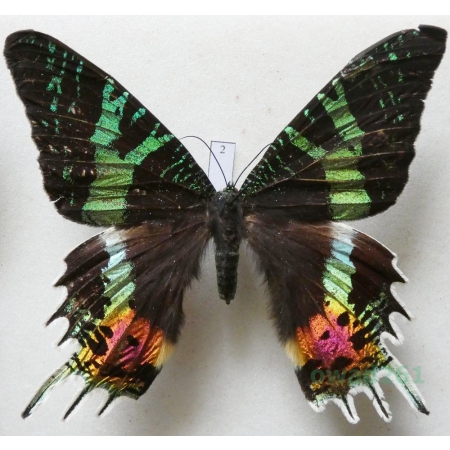 Chrysiridia rhipheus (Drury, 1773) Madagascar 92mm2